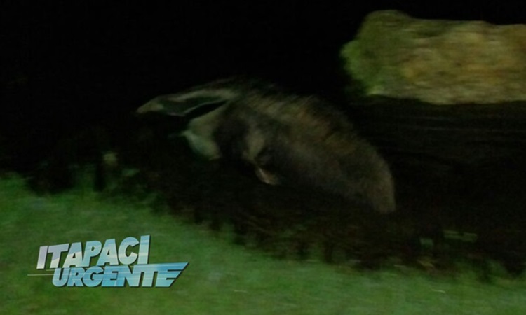 ITAPACI – Tamanduá é flagrado por moradores na represa do Lago Azul em Itapaci