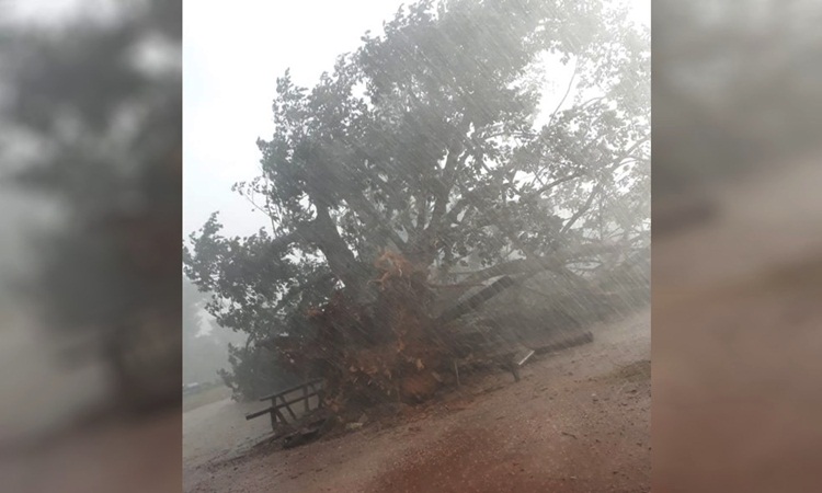 Árvore centenária cai durante temporal no povoado de fazendinha, zona rural de Itapaci