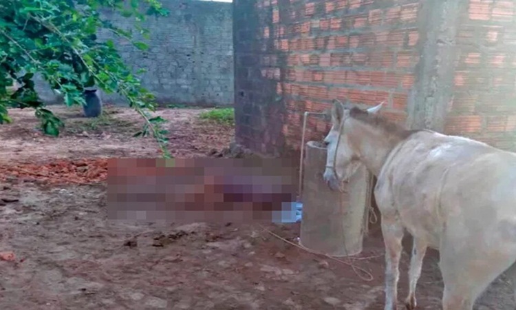 Homem tenta fazer sexo com mula, leva coice e morre em São Luís, no Maranhão
