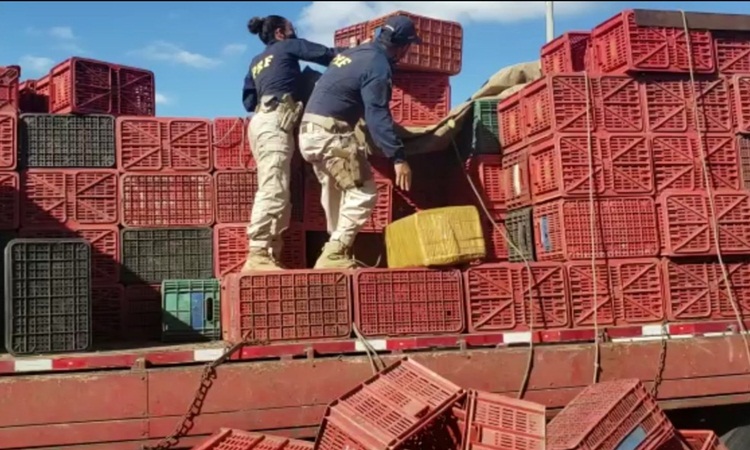 Pai e filho são presos por transportar drogas escondidas em caixas de frutas na BR-153