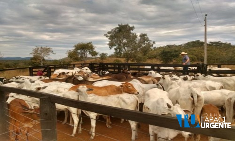 Polícia recupera em Crixás, 29 cabeças de gado furtadas na zona rural de Itapaci