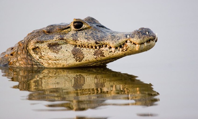 Bebê é atacado por jacaré em lagoa de Porangatu e teve antebraço amputado