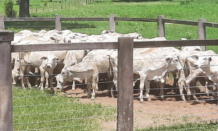 Quatro são presos suspeitos de furto e receptação de mais de 300 cabeças de gado em Goiás