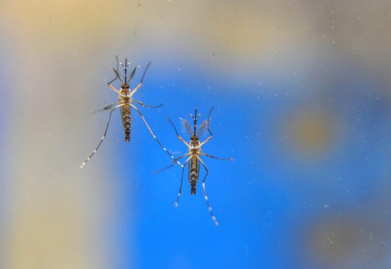 Brasil ultrapassa a marca 1 mil mortes por dengue em 2024