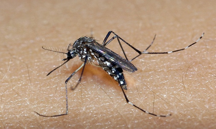 Secretaria de Saúde emite alerta sanitário após registrar recorde de casos de chikungunya em Goiás