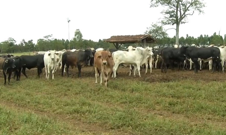 Pecuarista é preso suspeito de comprar gado em leilões com cheques sem fundo, em Goiás