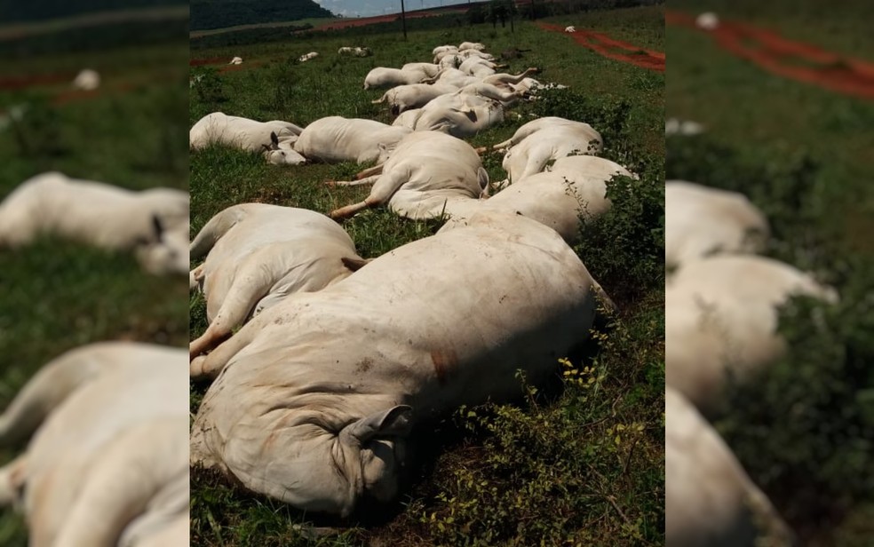 Fio de energia cai e mata cavalo em área rural de Itaporanga
