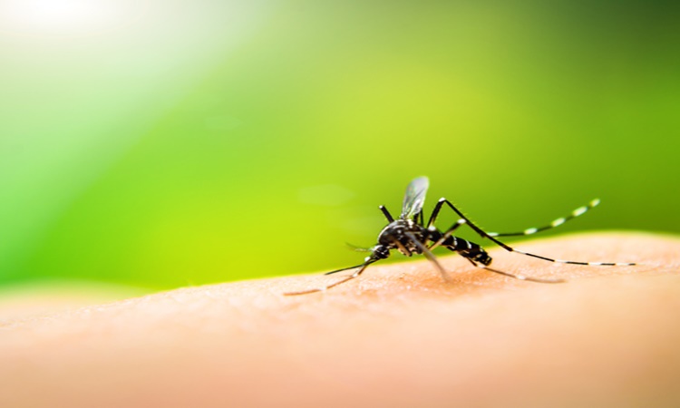 Em Goiás, casos de dengue aumentam 260% em comparação com o início de 2021