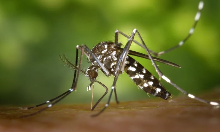 Estado de Goiás registra as duas primeiras mortes confirmadas pela cepa da dengue mais disseminada no mundo, diz SES