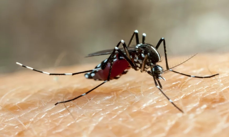 Mortes por dengue em Goiás atinge o maior índice dos últimos 12 anos