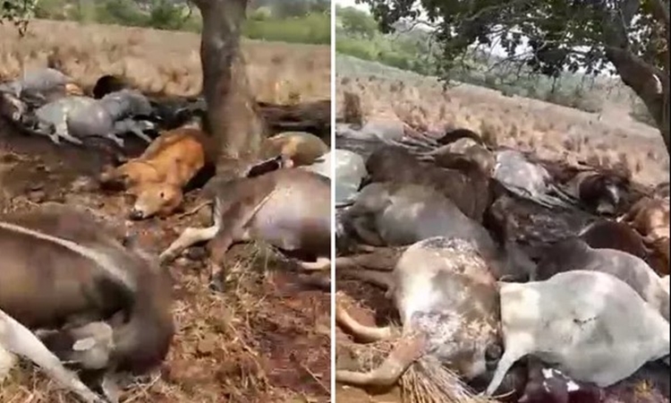 Mais de 40 vacas morrem após queda de raio em fazenda de Crixás