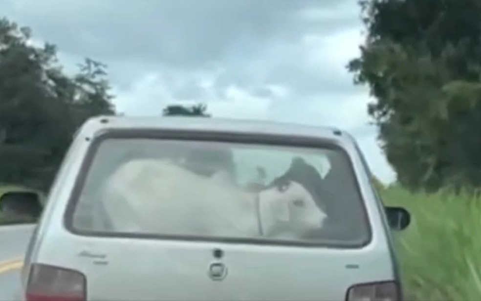Bezerro é flagrado sendo levado dentro do porta-malas de carro na GO-156, em Crixás