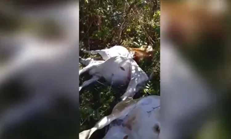 Raio mata novilhas em fazenda no interior de Goiás