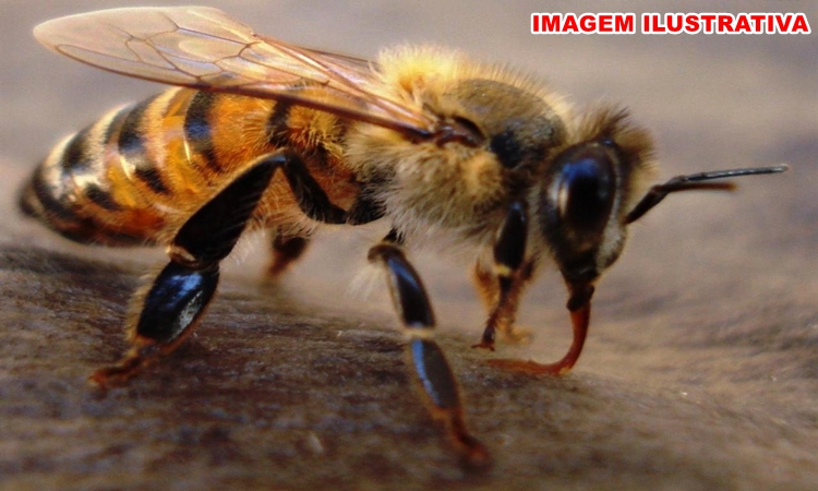 GO: Idoso morre após ataque de abelhas em fazenda