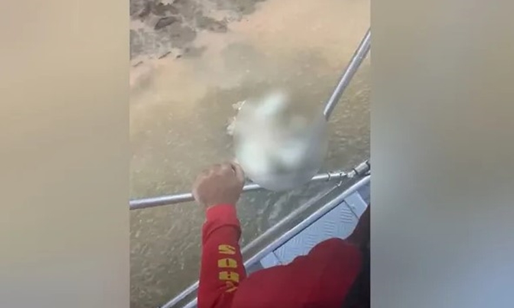 GO: Cabeça de homem é encontrada no Rio Araguaia após corpo ser devorado por jacaré