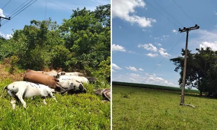 GO: Cabo de energia se rompe e mata gado em fazenda às margens do Rio Uru