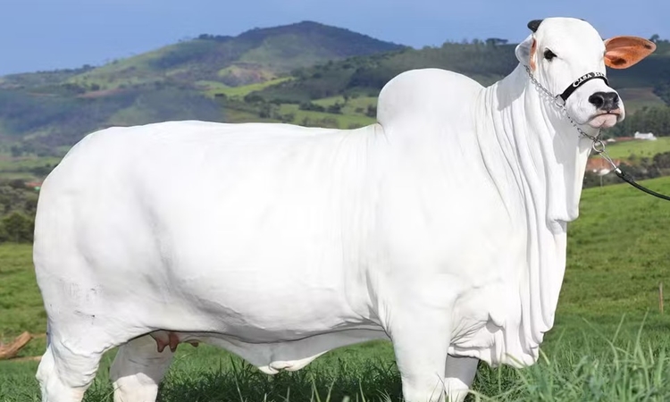 Após ser avaliada em R$ 21 milhões, vaca nelore nascida em Nova Iguaçu de Goiás entra no Guinness como a fêmea bovina mais cara do mundo