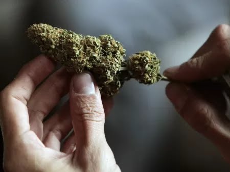 Homem abre BO após não receber maconha e alega que traficante agiu de má-fé