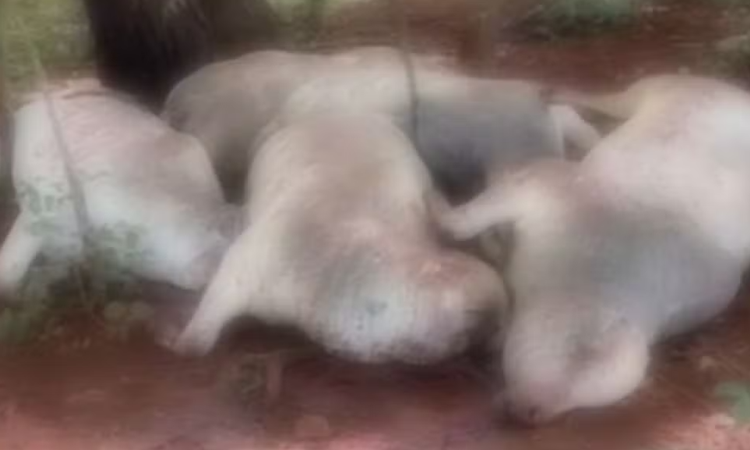 Bois morrem após queda de raio em fazenda no interior de Goiás