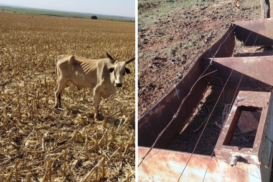 Mais de 80 cabeças de gado morrem em fazenda de Goiás por maus-tratos