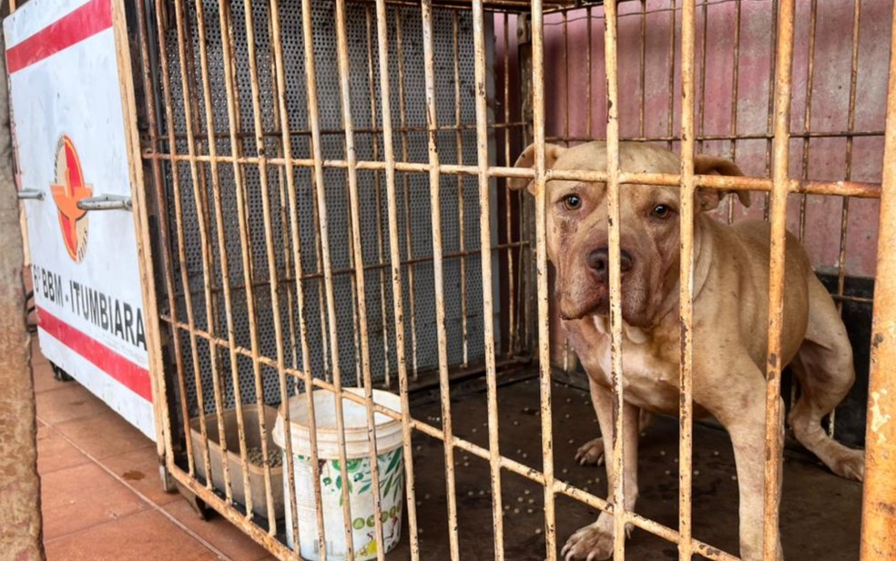 Criança morre após ser atacada por cachorro pit bull dentro de casa, em Goiás