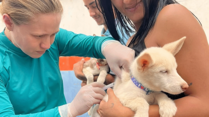 Cães e gatos são recebem vacinação antirrábica em Itapaci