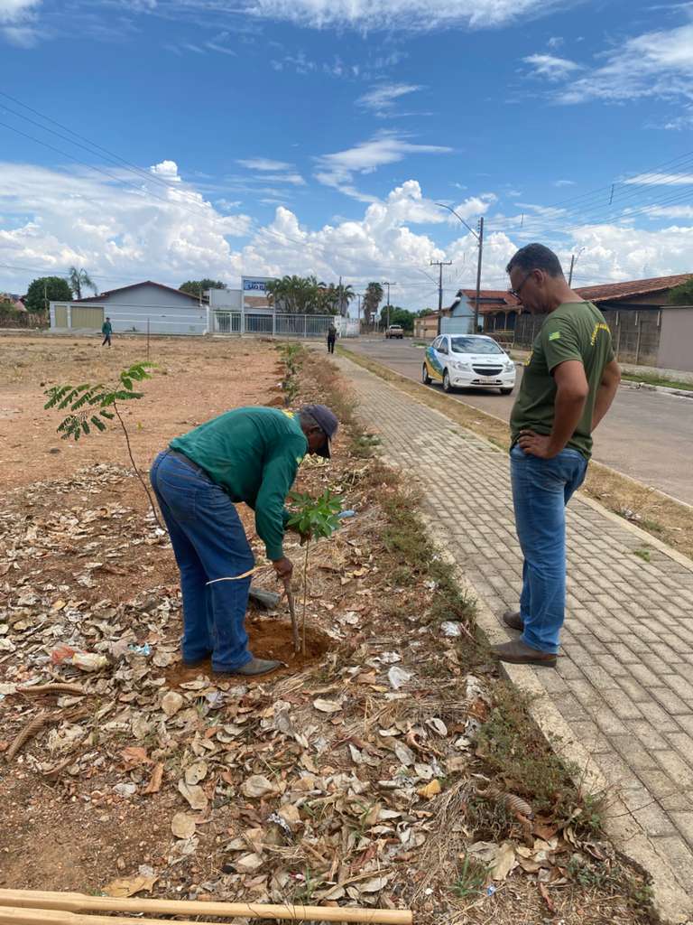 Governo de Itapaci inicia plantio de 400 mudas de árvores