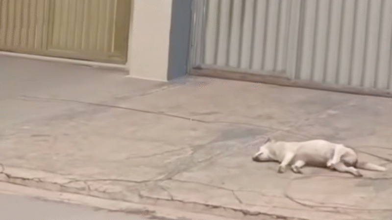 Cão morre após pisar em fio energizado em Itapaci