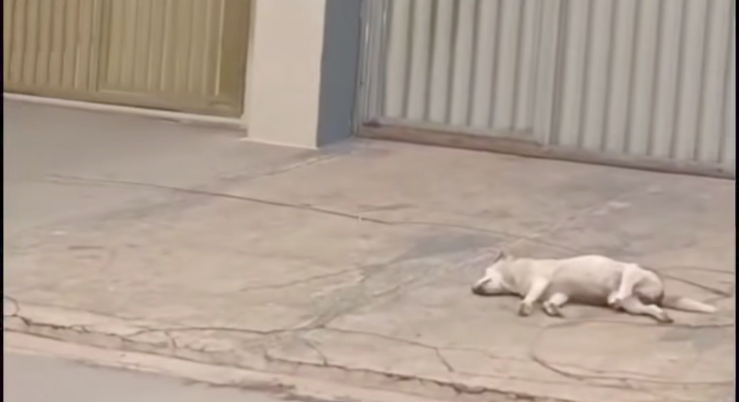 Cão morre após pisar em fio energizado em Itapaci